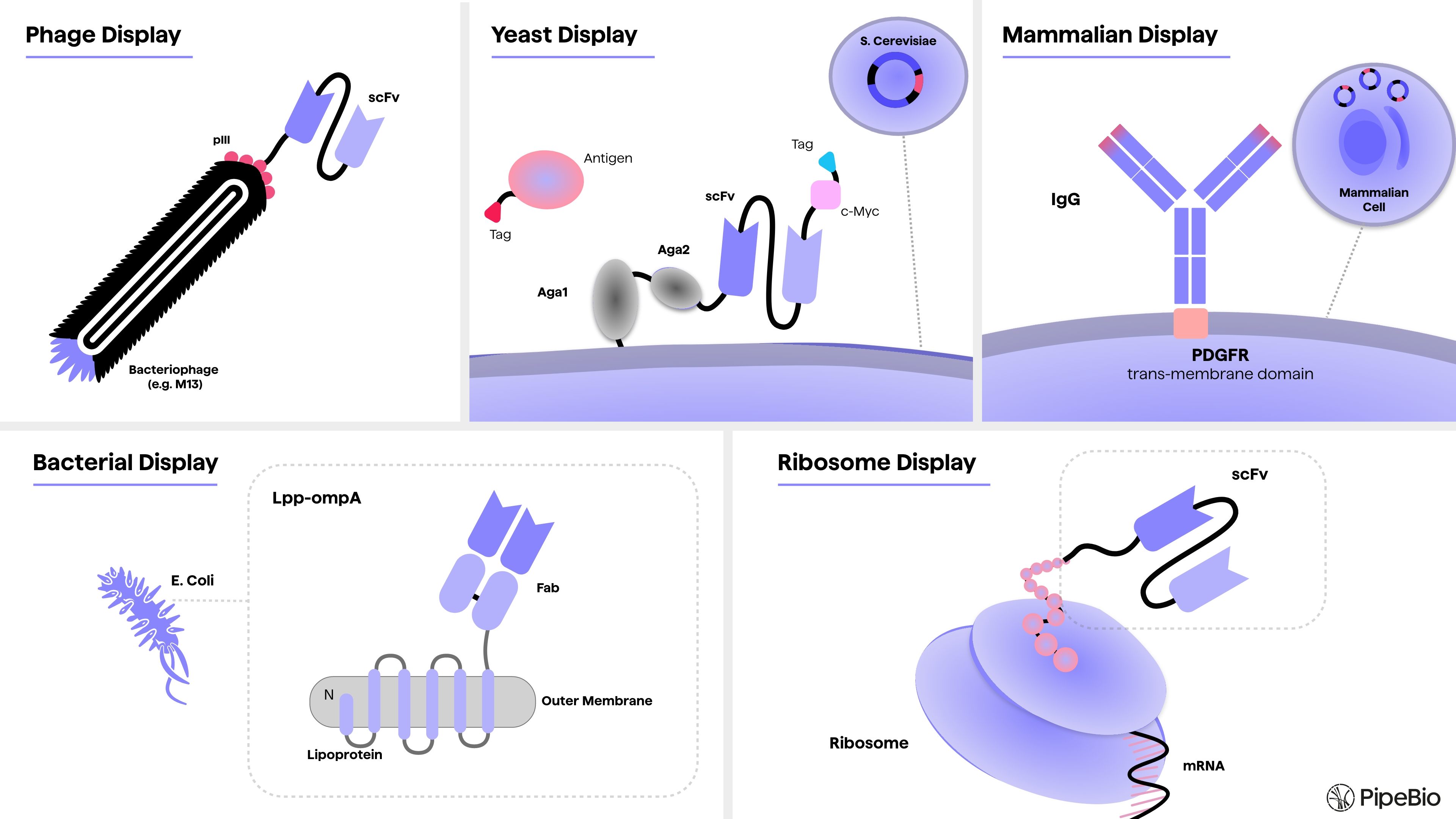 In vitro display technologies in antibody discovery and engineering